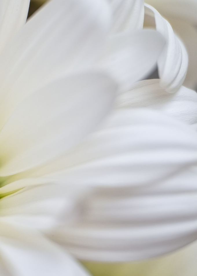 white daisy