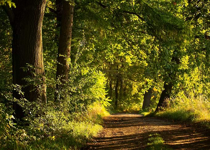 Autumn alley