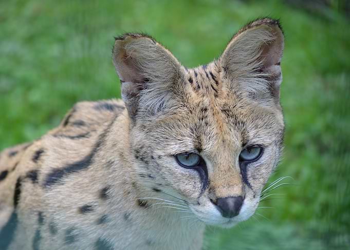 A portrait of a serval