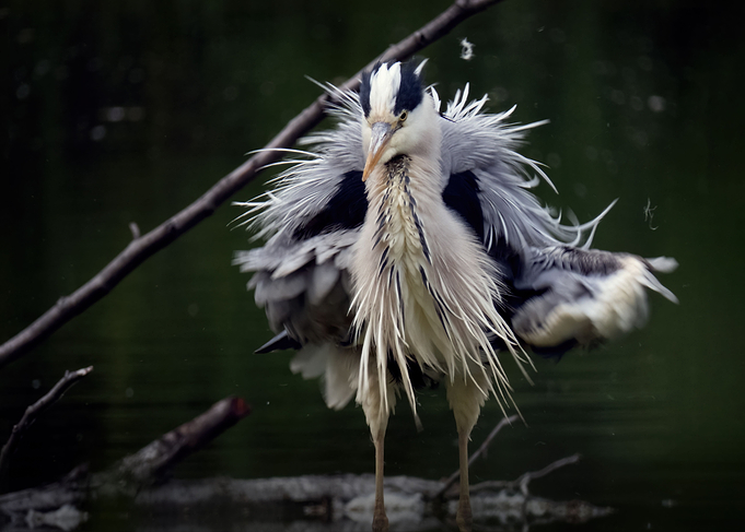 Fluffed up gray heron