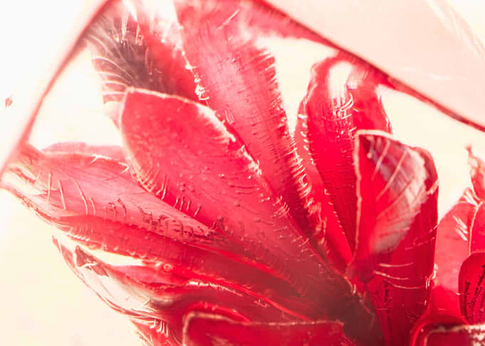 Ginger blossom in ice 1