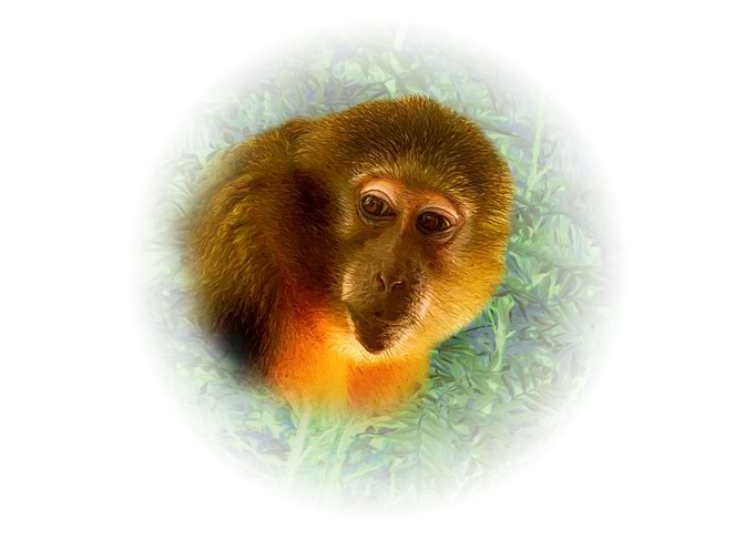 Golden bellied mangabey