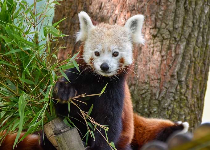 Behind the bamboo