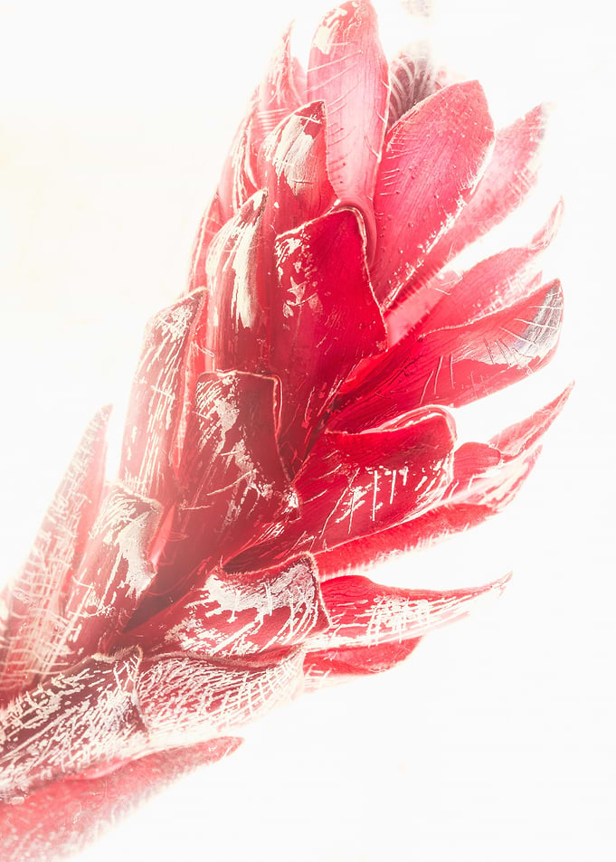 Ginger blossom in ice 3