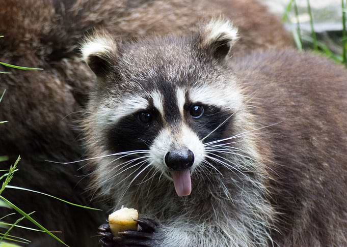 Small and hungry