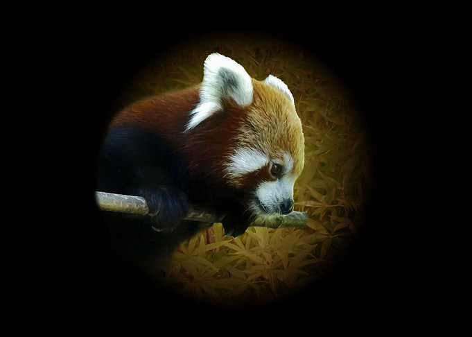 Red panda