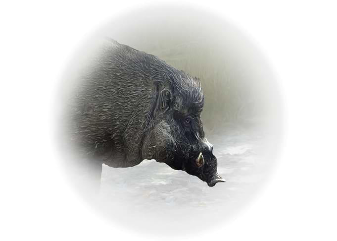 Visayan warty pig