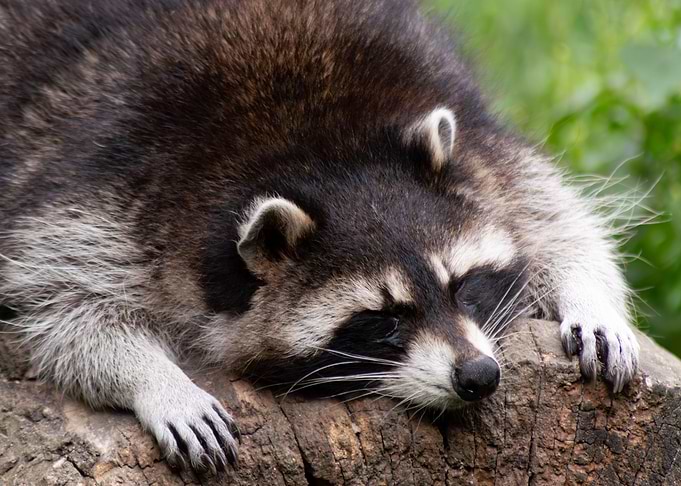 Lazy Days