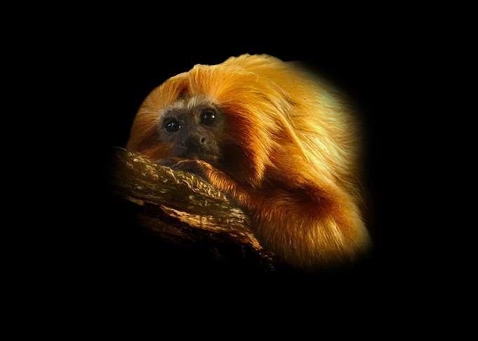 Golden lion tamarin