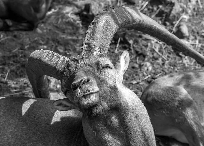 mountain goat
