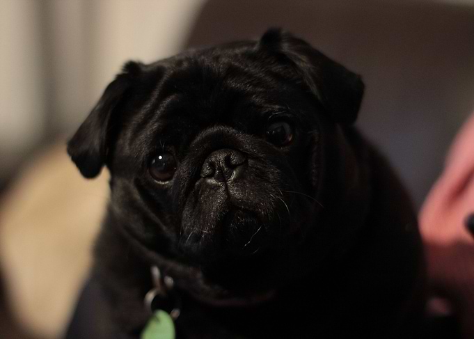 Little Black Pug Dog