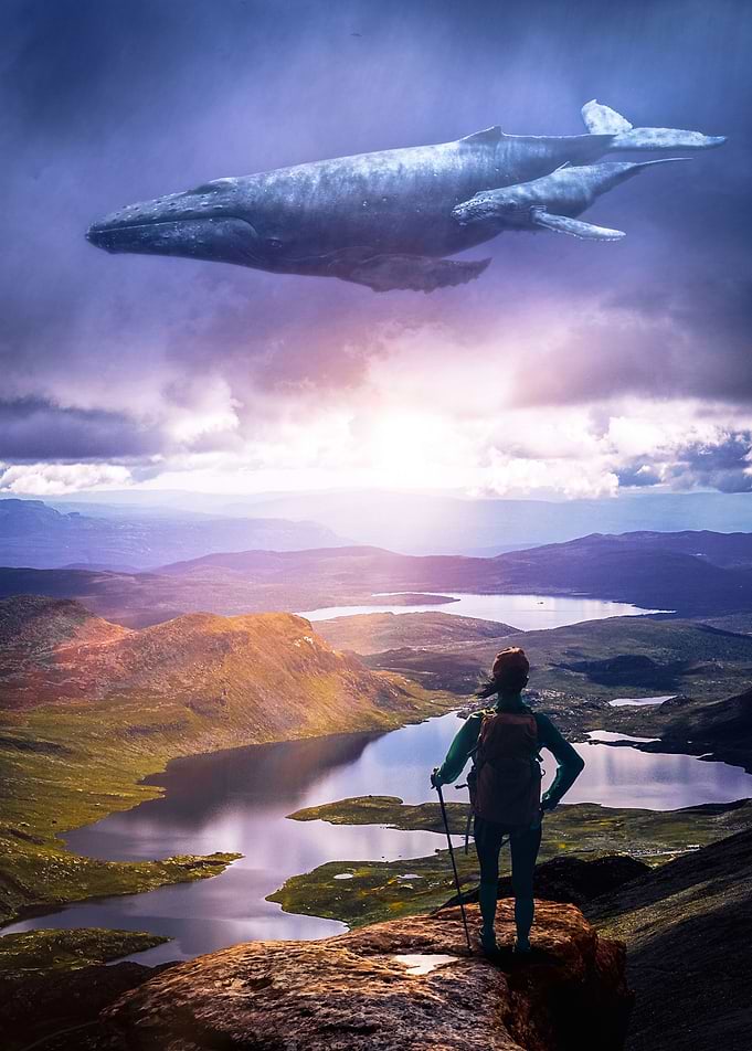 Encounter a flying whale
