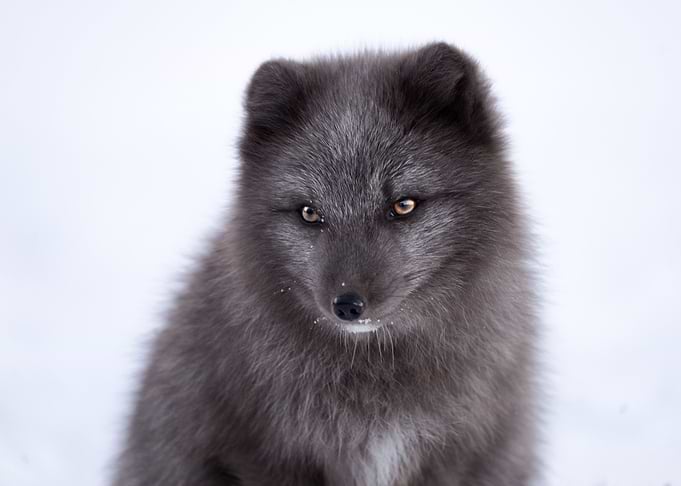 Little arctic fox