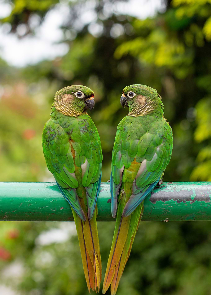 Charming Couple
