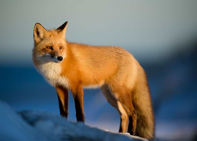 Wild red fox