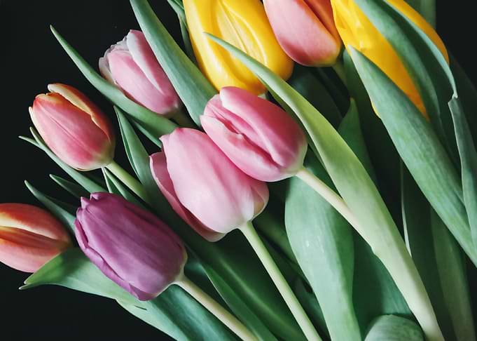 tulips