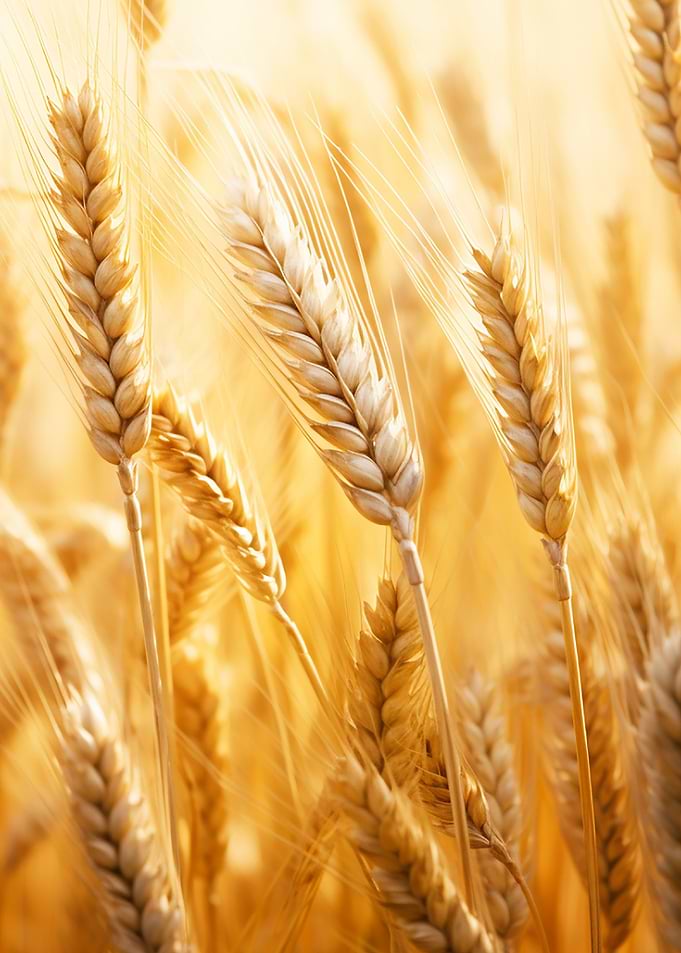 golden wheat