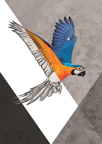 Macaw Geometric
