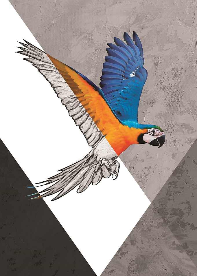 Macaw Geometric