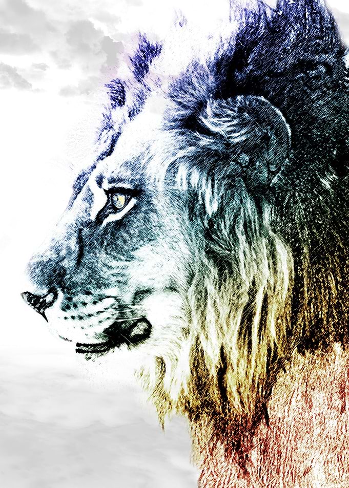 Lion shadow