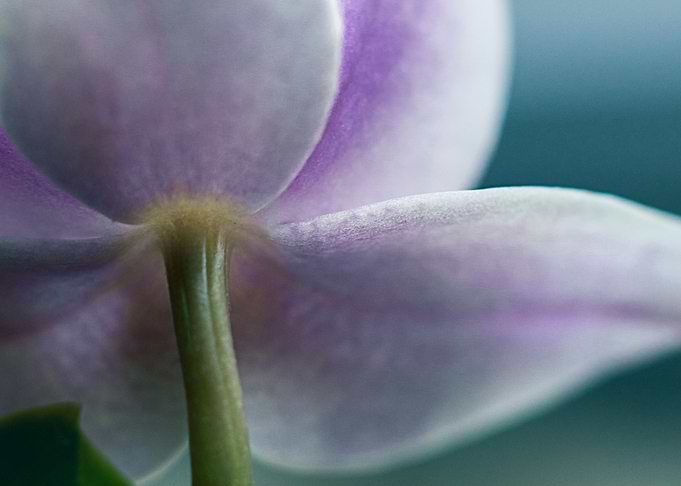 purple orchid