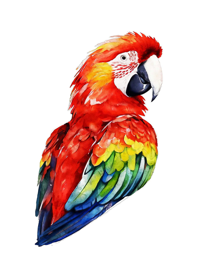 Scarlet Macaw Watercolor