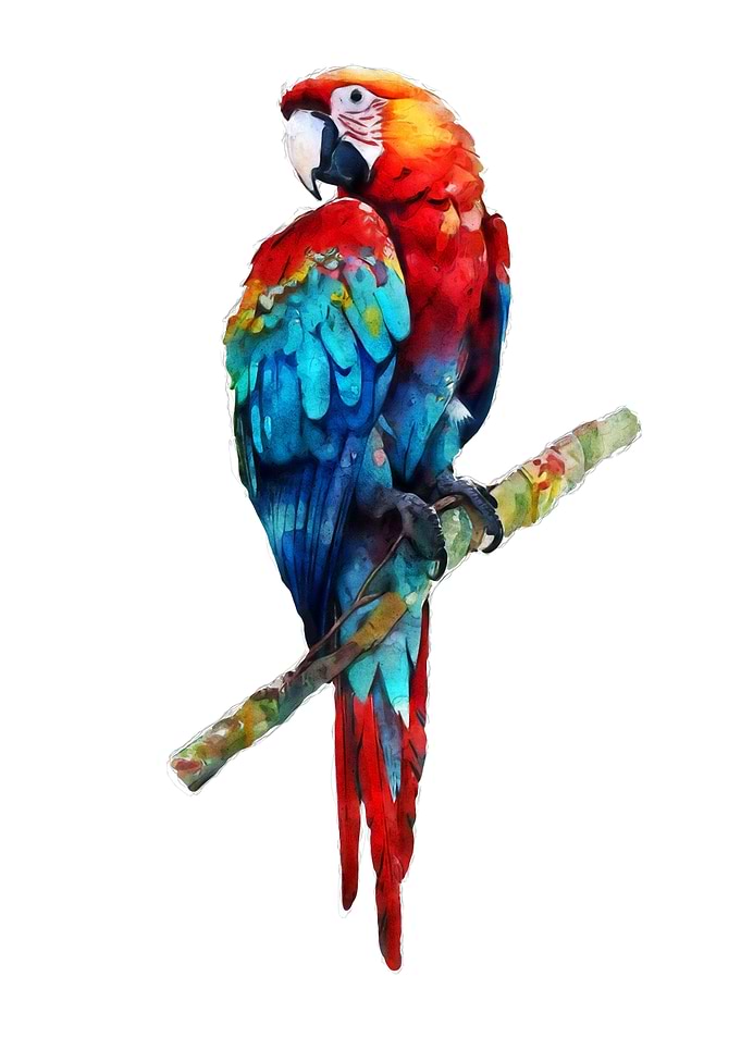 Scarlet Macaw Watercolor