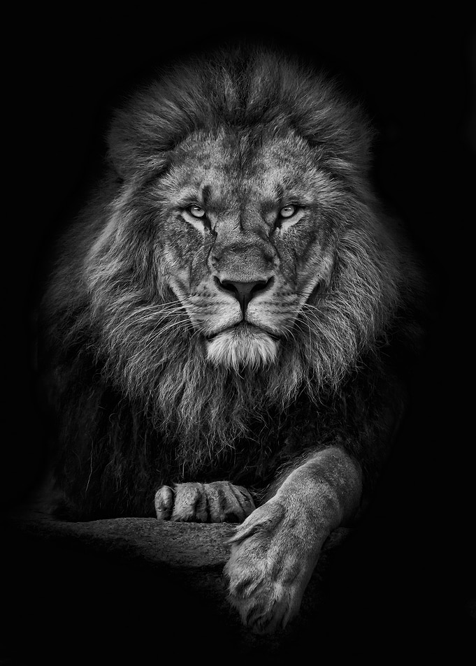 Leon