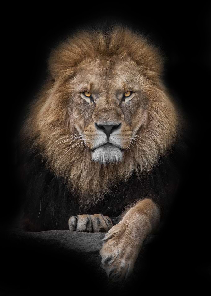 Leon