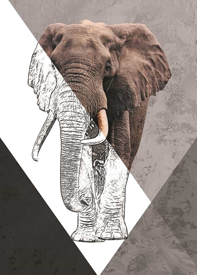 Elephant Geometric