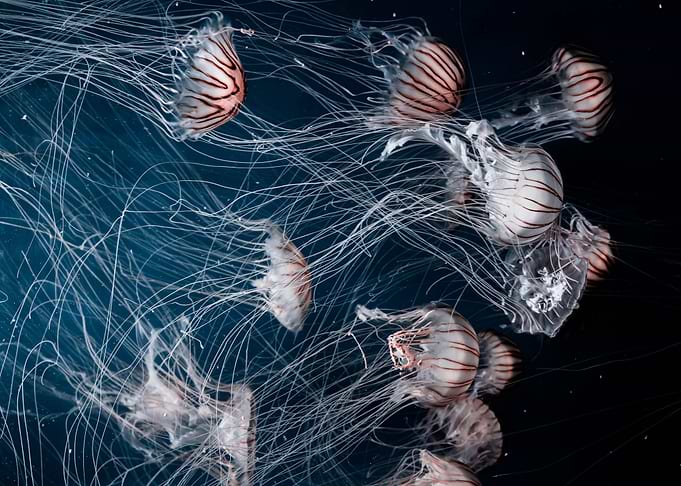 Jellyfish