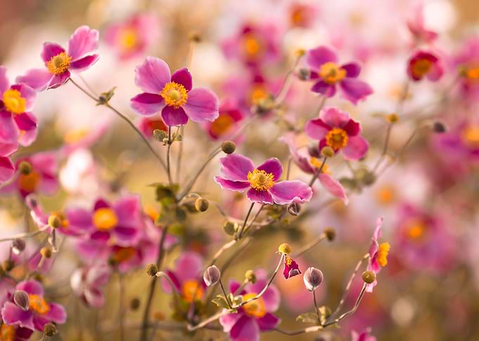 Pink Anemone