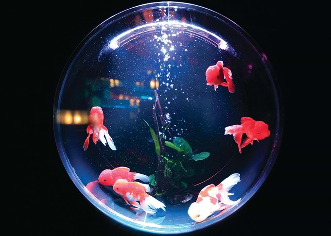 Goldfish aquarium
