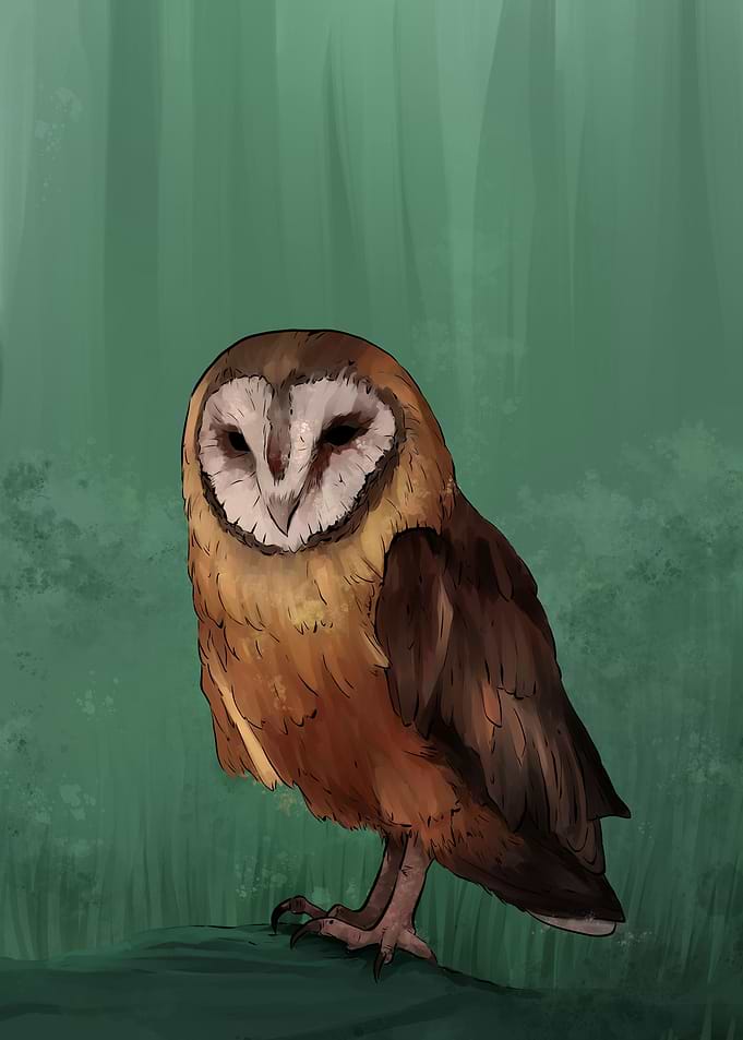 Forest Owl