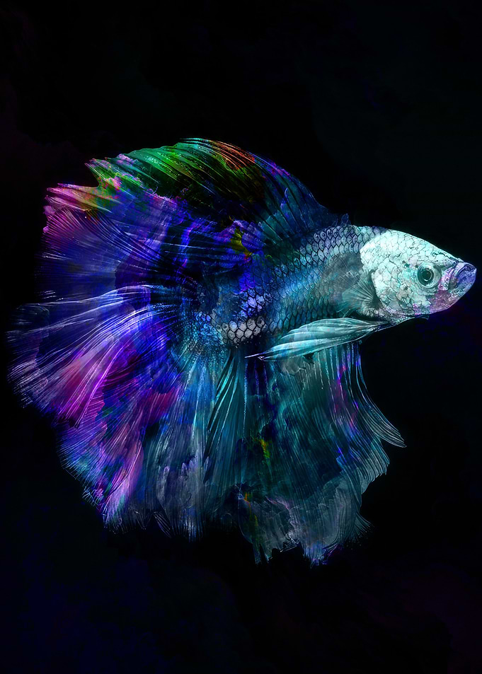 BETTA FISH