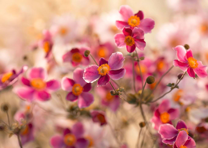 Pink Anemone