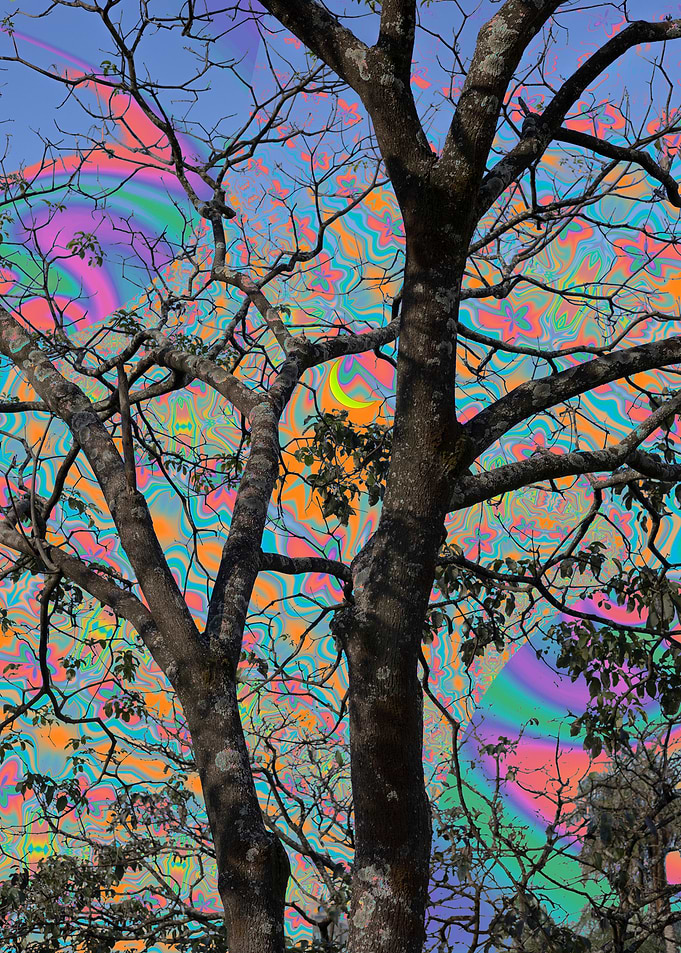 Mind Trees