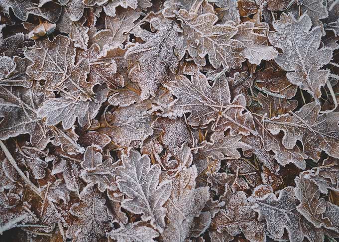 frozen leaves background