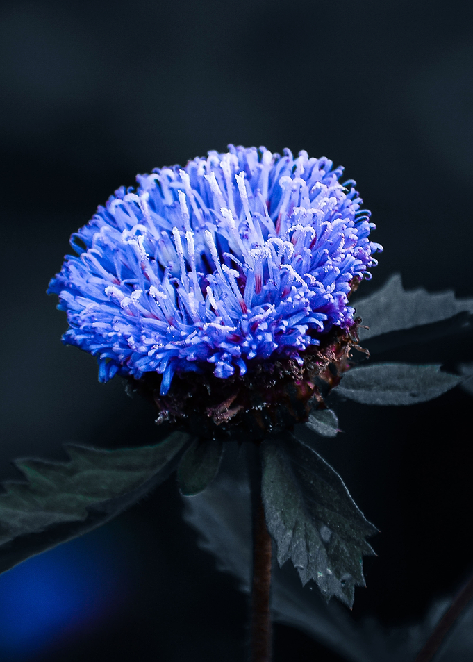 Purple Bliss Flower