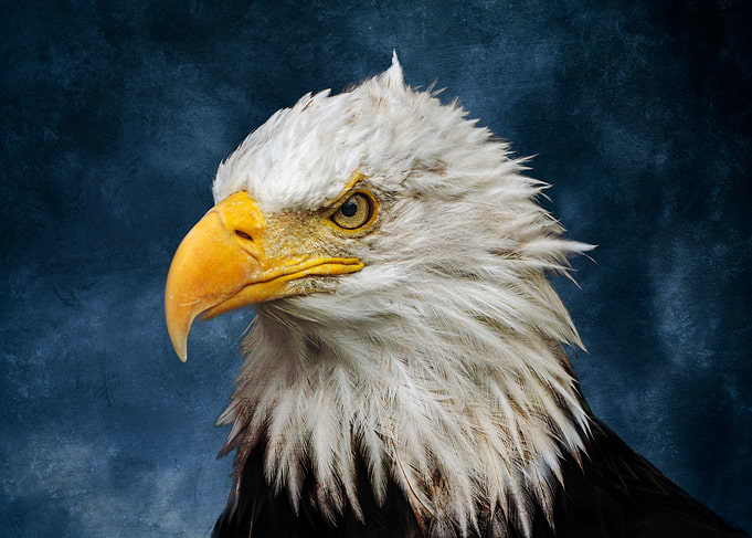 Bald Eagle On Blue