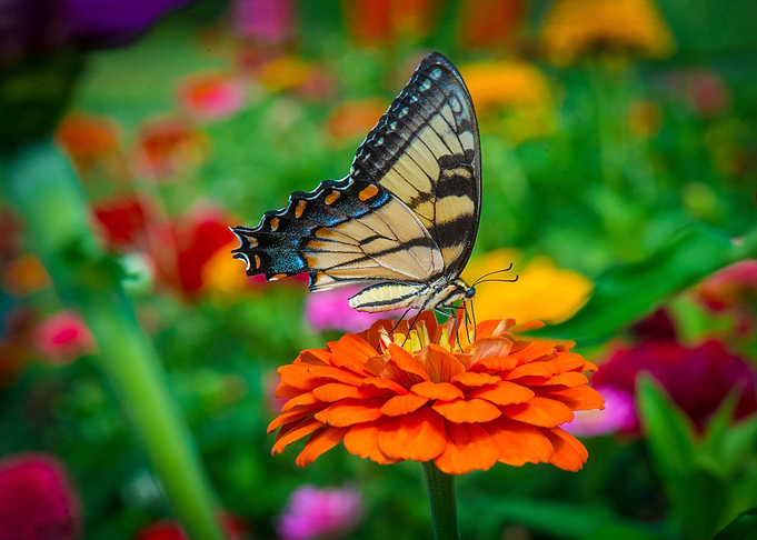 butterfly on flower