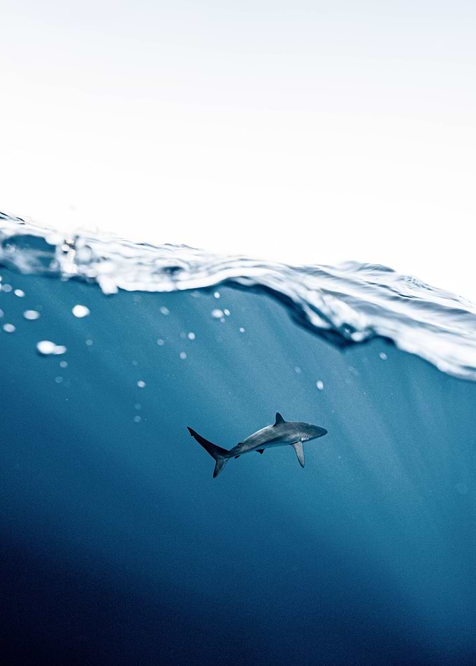 Shark Photography