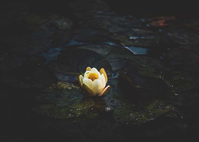 Lily