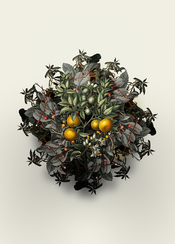 Bitter Orange Fruit Wreath
