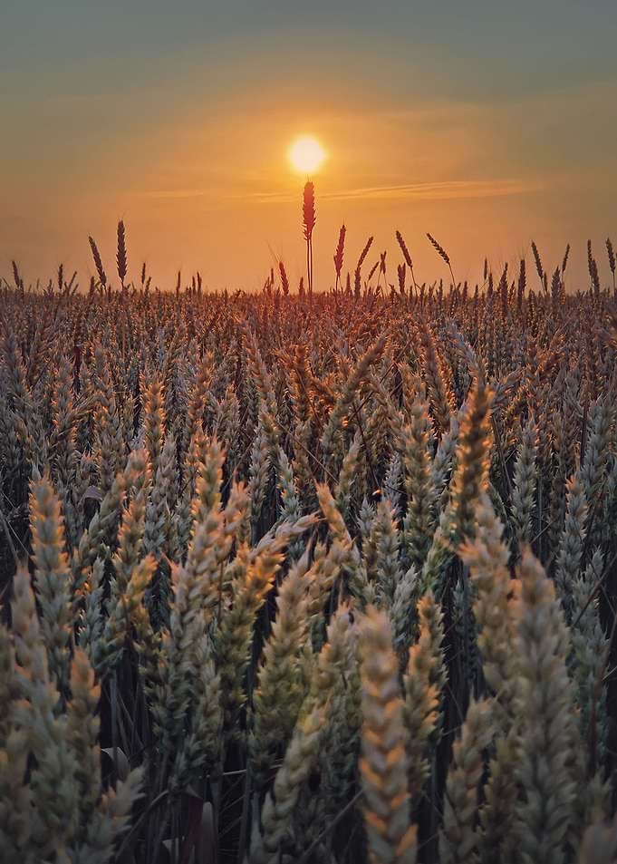 sunset above wheat field