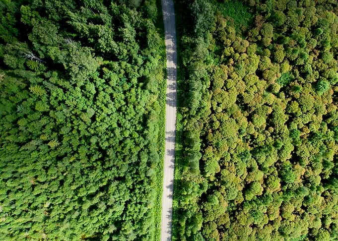 Road Through The Forest