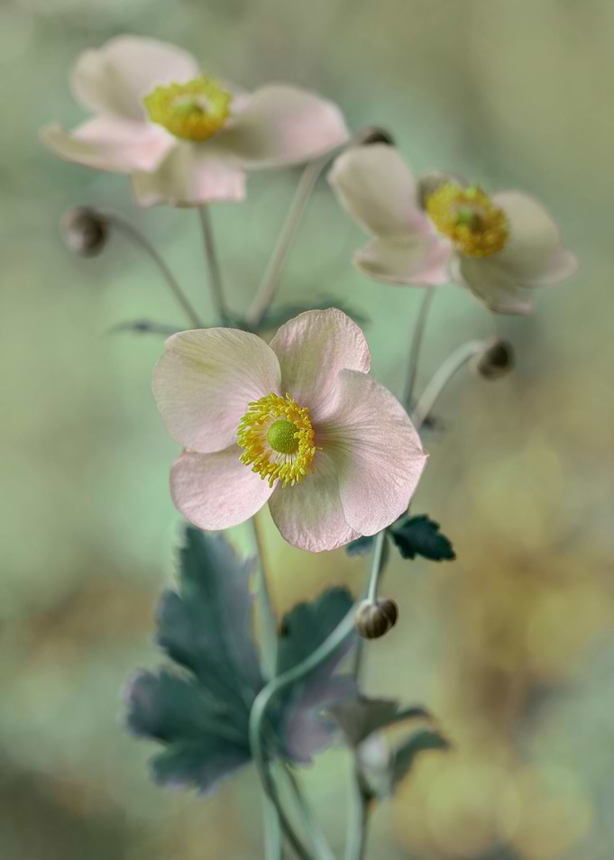 White Anemone