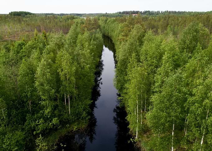 Small Creek And Forest