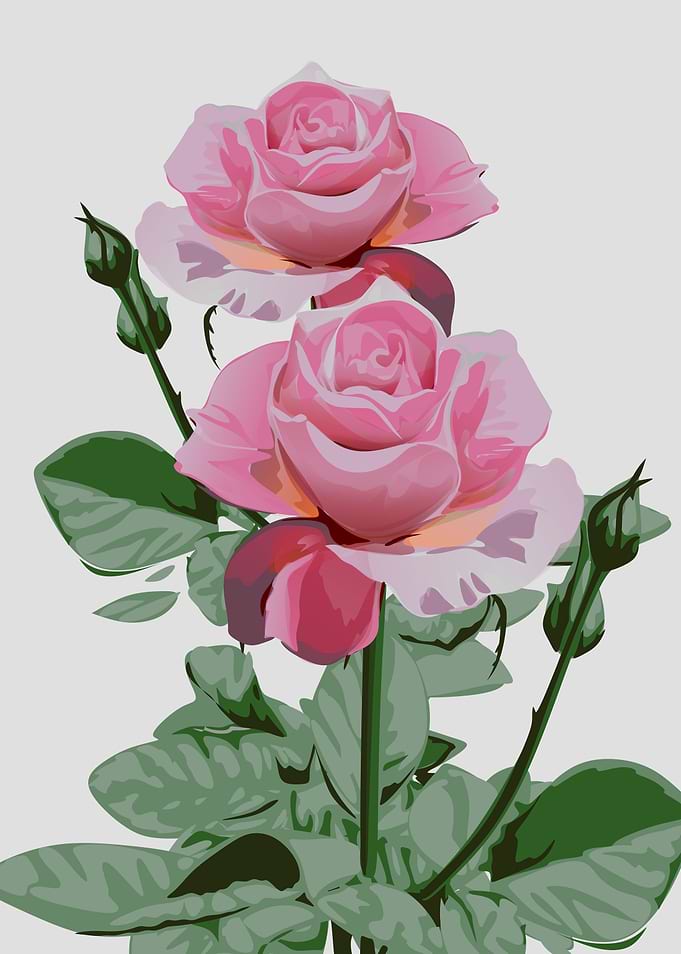 flowers flowers