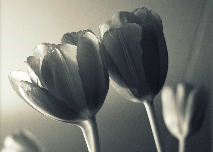 tulip flower